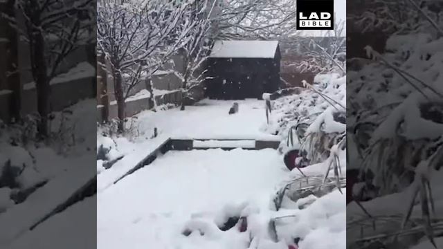 Собаками не соскучишься смотреть онлайн