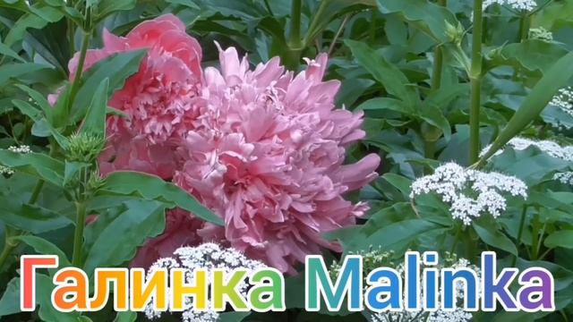 Ольга Уралочка live  Вот и всё Идёт работать на стройку Обзор Влогов Уралочка и Сафар