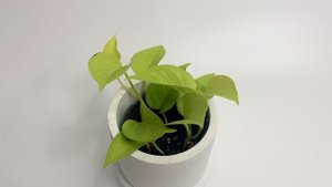 Эпипремнум Неон