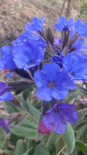 Медуница - Pulmonaria