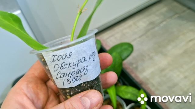 ПРОДАЖА КОМНАТНЫХ РАСТЕНИЙ.МОИ ИЗЛИШКИ.ОТПРАВКА ПОЧТОЙ РОССИИ,ПО РОССИИ.