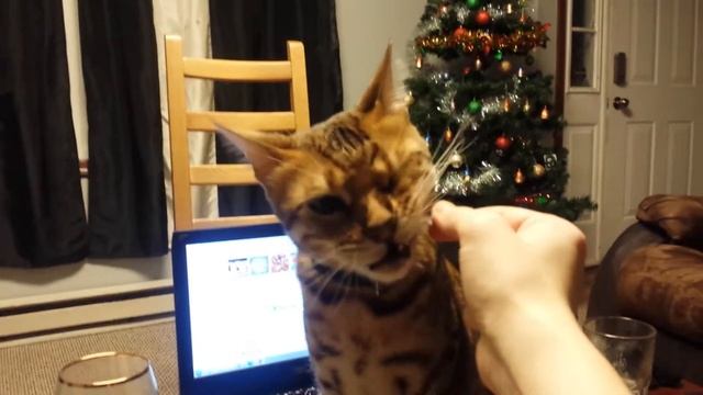 Кот отбирает закусон к пиву смотреть онлайн