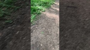 Прогулка по лесу 1