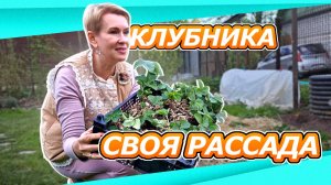 10-12 мая дача | заморочилась с клубникой | мульча из соломы и своя рассада