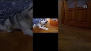 Как же Майк😎 Рокки🤪 и Лекси💥💘 выросли/ сделал трог