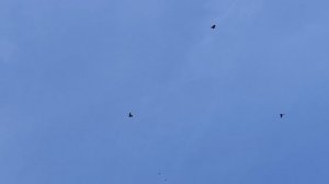 17.05.2025г Обзор и подъем Голубей!