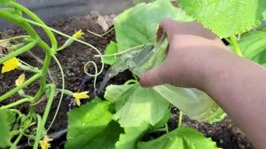 🌿  Бабушкин секрет! Даже хилые огурцы взрывом пойдут в рост и НИЧЕМ не заболеют!