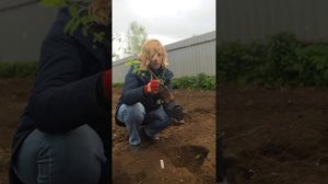Жимолость будет просто усыпана сладкими ягодами при такой посадке!