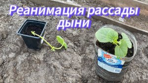 Рубрика «Самые простые советы дачникам»
