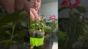 Теперь только так буду выращивать Катарантус. Обязательная прищипка.