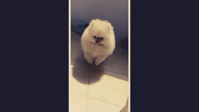 Шпиц AП!!! смотреть онлайн