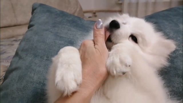 Японский шпиц Щенки японского шпица