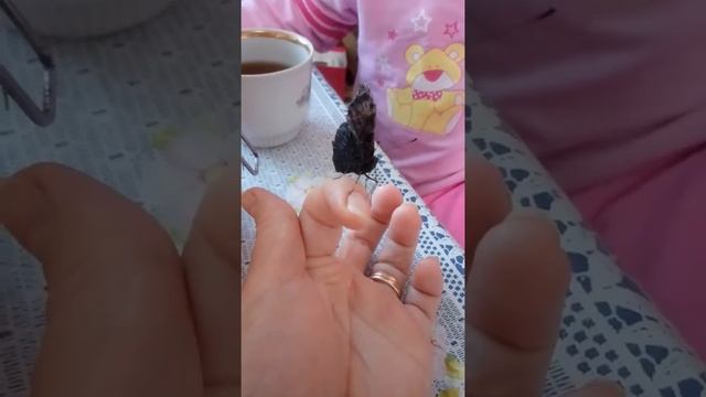 Приручили бабочку и покормили мёдом. смотреть онлайн