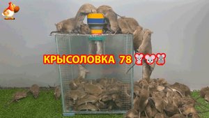 Крысоловка вариант (78) 🐀 Как сделать крысоловку своими руками и поймать кучу крыс 🐀🐁🐀