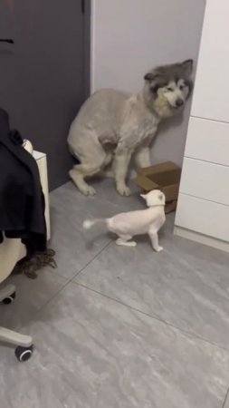 Cat vs. Dog_ The Ultimate Showdown! 🐱🐶💥