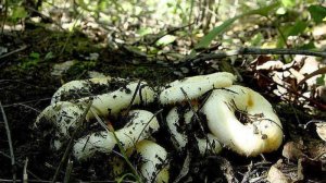 Кто со мной за груздями??? Царские грибы, грузди, чудесная тайга !!!