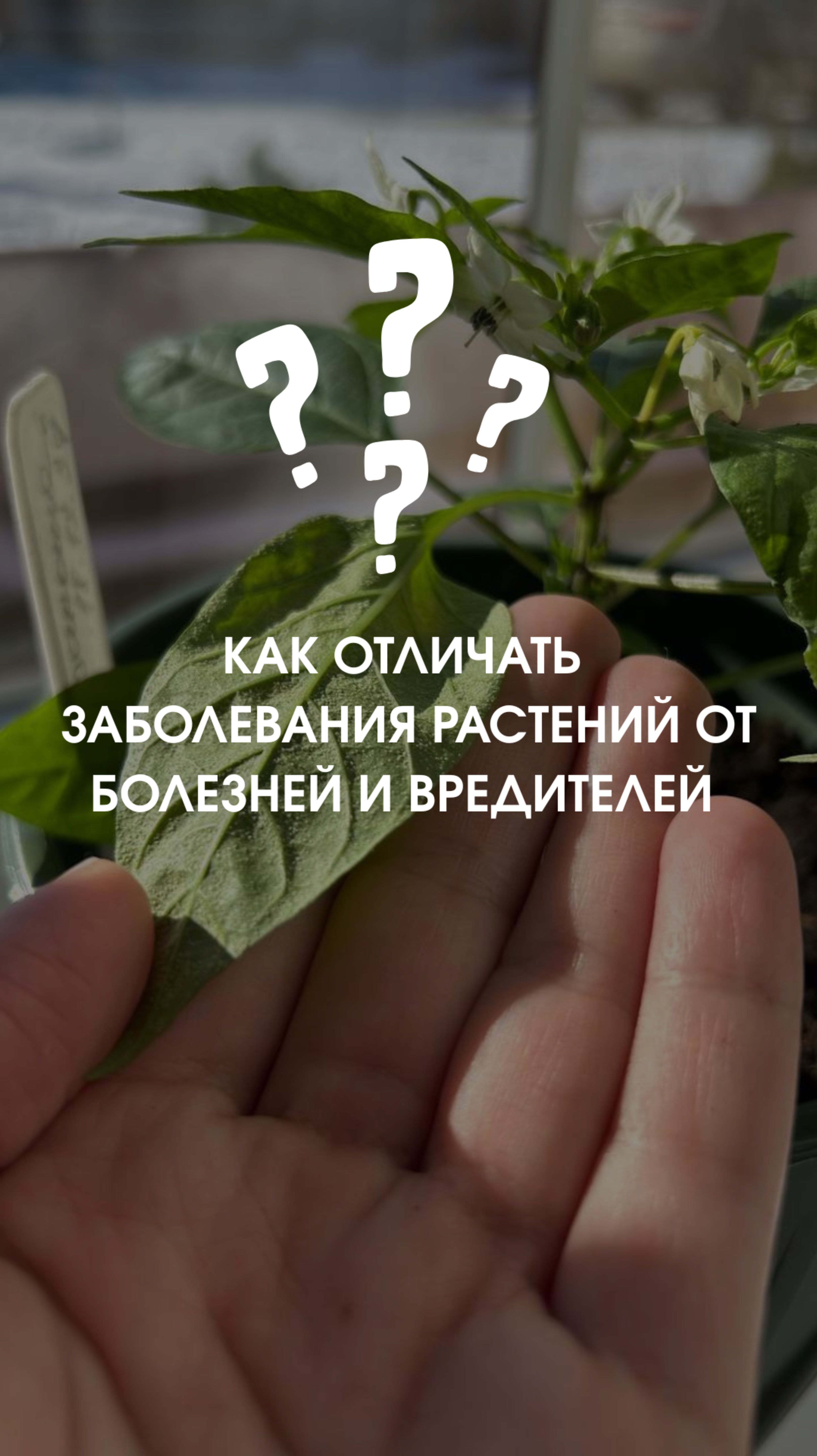 😱 Растение заболело или всё-таки это вредители?! Что делать? Чем обрабатывать?