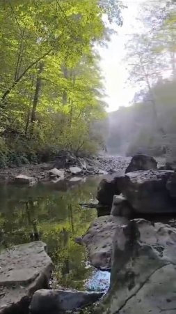 Весна в лесу