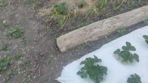 Сегодня одни расстройства