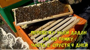 Переводим улей на рамку 145 . часть 2 спустя 9 дней.
