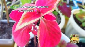 Фантастическая красота КОЛЕУСОВ🫶💖