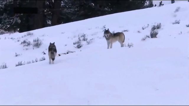 Волки.(клип) смотреть онлайн