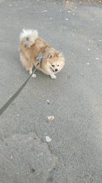 Шпиц вытерает лапки. смотреть онлайн