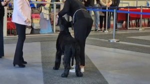 Молдова. 10.05 25. Потомок Роман-Кош Графики Самит Саут.7год. 2кр.Чемпион. Черная Жемчужина Карат