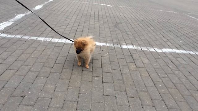 Стефан шпиц #12 смотреть онлайн