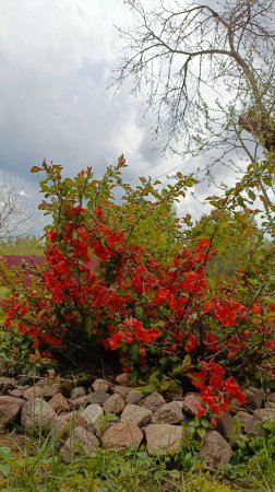 Такая яркая, айва японская