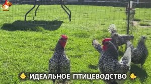 Идеальное птицеводство достойно восхищения 🐓🦆🦢🦚🦃🐔 эпизод (213)
