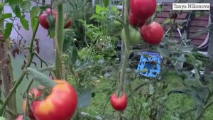 Томат Розовый Уфалей. Сортовой томат розового цвета.