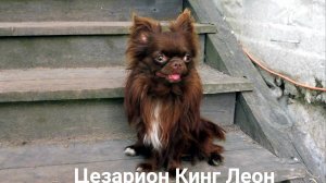 Мой ЛЕВ 16.05.25 ПАПА щенков на продажу #купитьчихуахуа 89215950848 #продамщенкачихуа ЕСТЬ ДОСТАВКА