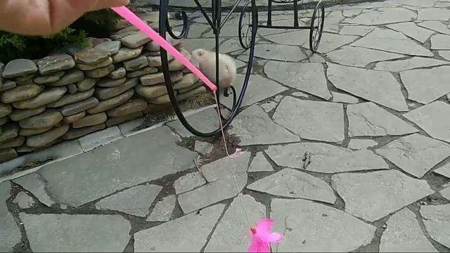 Померанский кремовый мальчик.Продажа смотреть онлайн