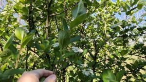 Удивительно, но аронию пора черенковать