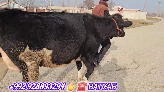 2 САР ГУНОЧИНХОИ БУГУЗИ НАЗДИК ЭЛИТА 7- Январ ХУДИ ХОЗИ смотреть онлайн