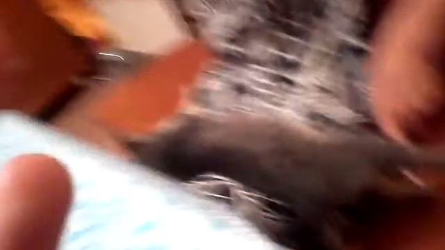 Кот очень крепко спит,прикол