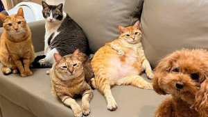 ПРИКОЛЫ С ЖИВОТНЫМИ ДО СЛЕЗ #42 Смешные КОТЫ И СОБАКИ Приколы