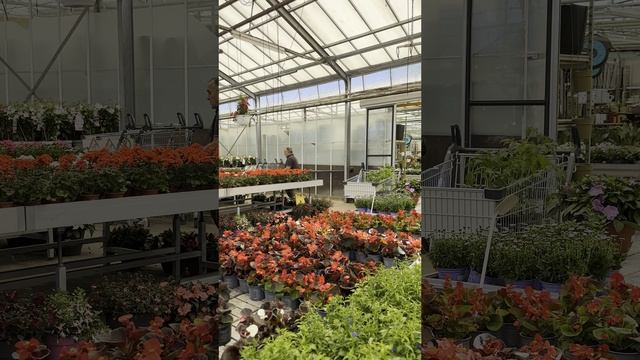 РАССАДА 🌷🌱🪴