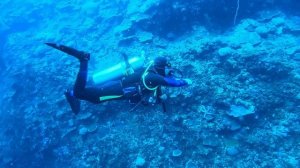 Акулы- лисицы. Как меня (не) укусила акула. Филиппины 2025 г. / Thresher shark. Philippines 2025