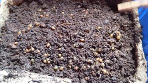 Коконы дендробены через какое время вылупляются