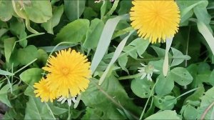 отмечаем день одуванчиков🌸🌸🌸magic dandelion officinalis sunny ☀️day одуванчик☀️солнечный день