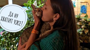 К Треугольному коту снова вернулась хозяйка! Кто рад больше? Мы вернулись с Орхидиума