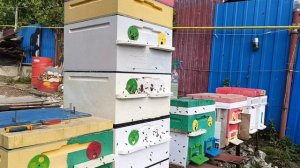 Кордован медосбор белая акация