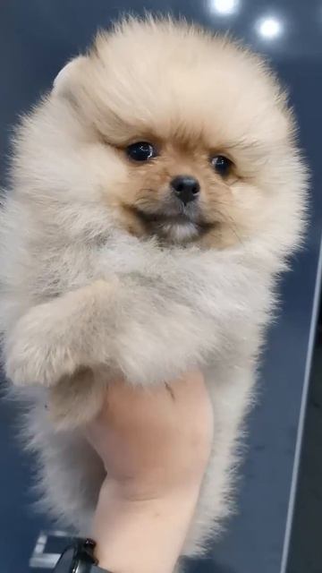 Шпиц Померанчик смотреть онлайн