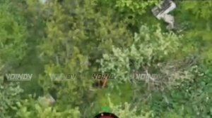 🔴Побег из курятника двух петухов хохлов🔴н.п. «Вольное Поле». Освобождение🔴