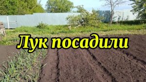 Начало положено. Лук посадили.