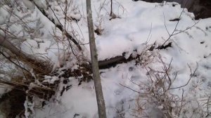 ПРОМЫСЕЛ КУНИЦЫ / РАССТАНОВКА КАПКАНОВ / ОХОТА