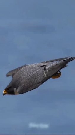 falcon