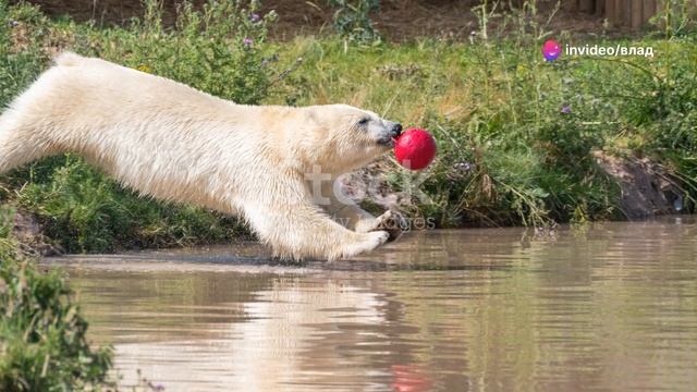 Белый медведь: Ледяной хищник смотреть онлайн